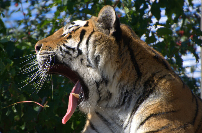 Tiger Yawning — Orange, Natural, Afternoon