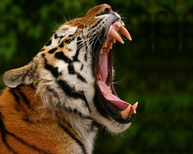 Tiger Yawning — Orange, Natural