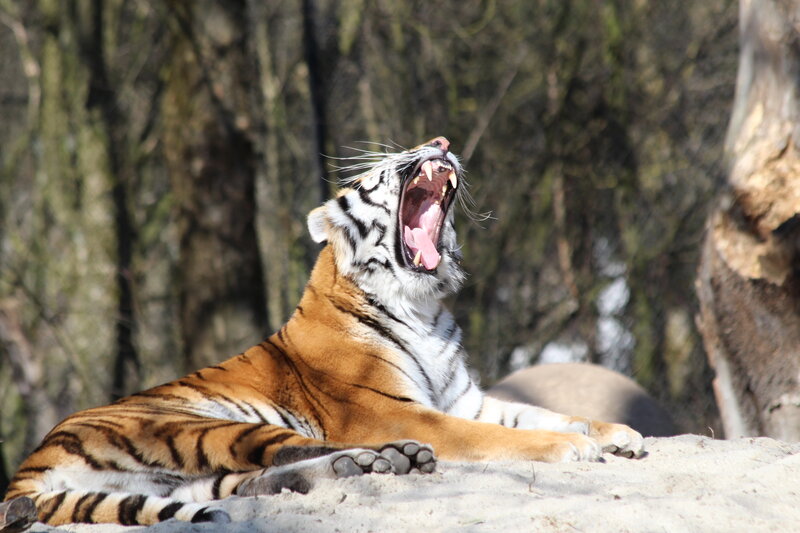 Tiger Yawning — Orange, Relaxed
