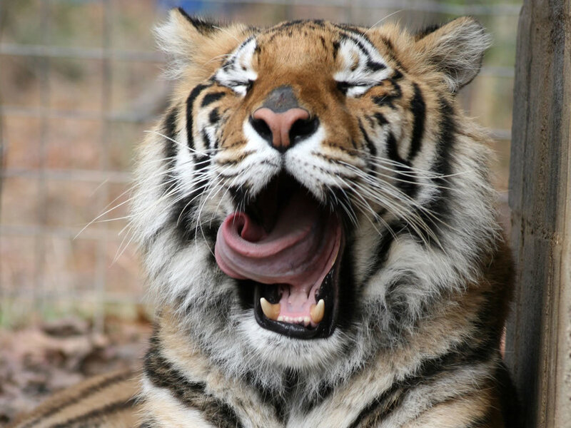 Tiger Yawning — Orange