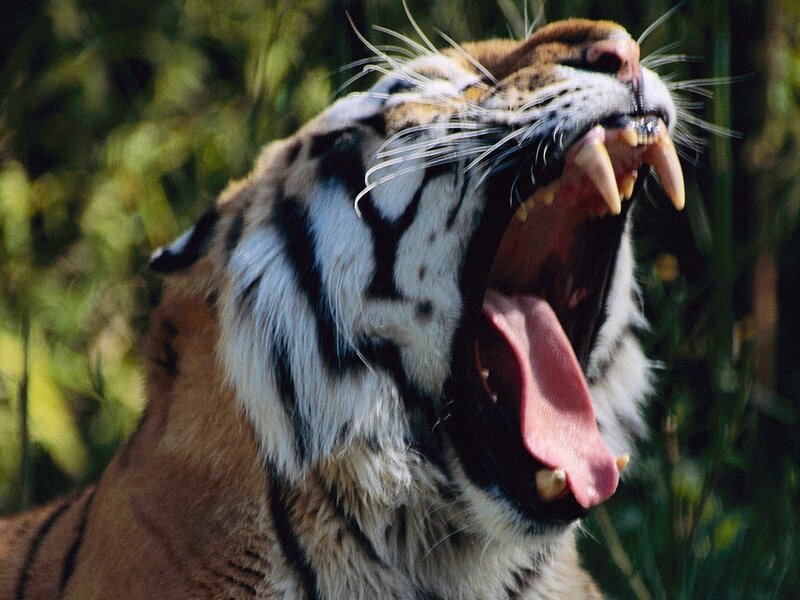 Tiger Yawning
