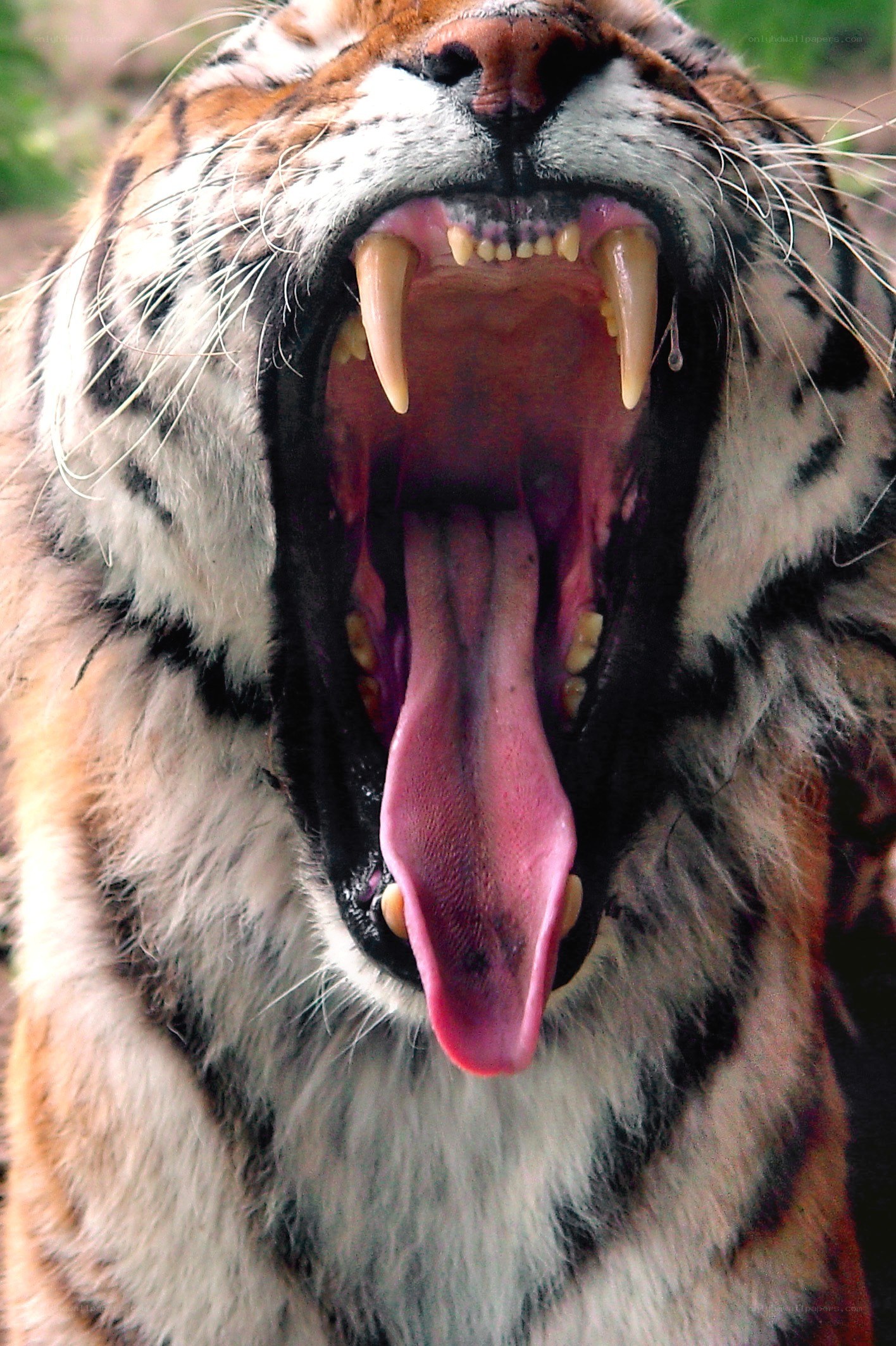 tiger yawning widely