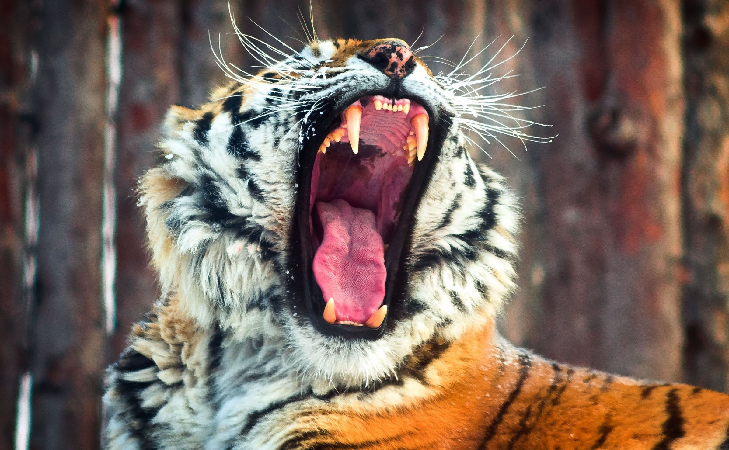 tiger yawning widely