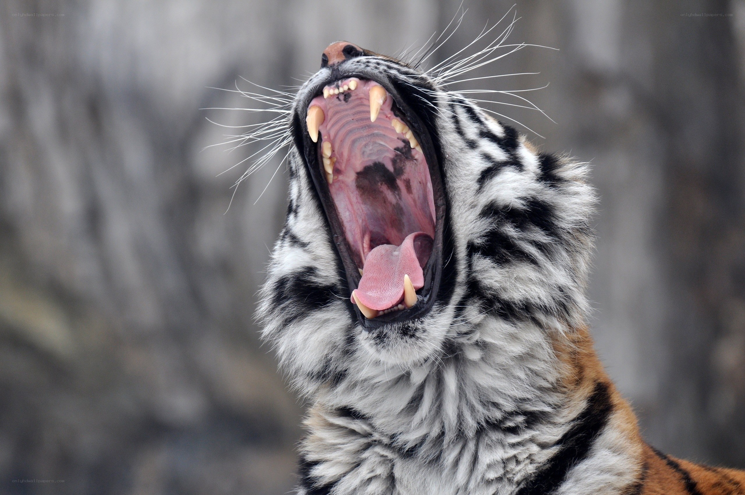 tiger yawning widely