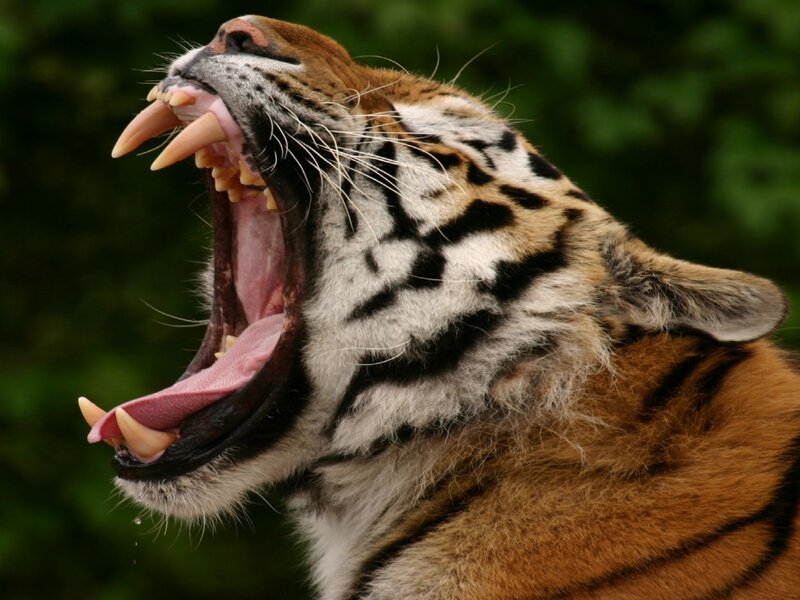tiger yawning with open mouth