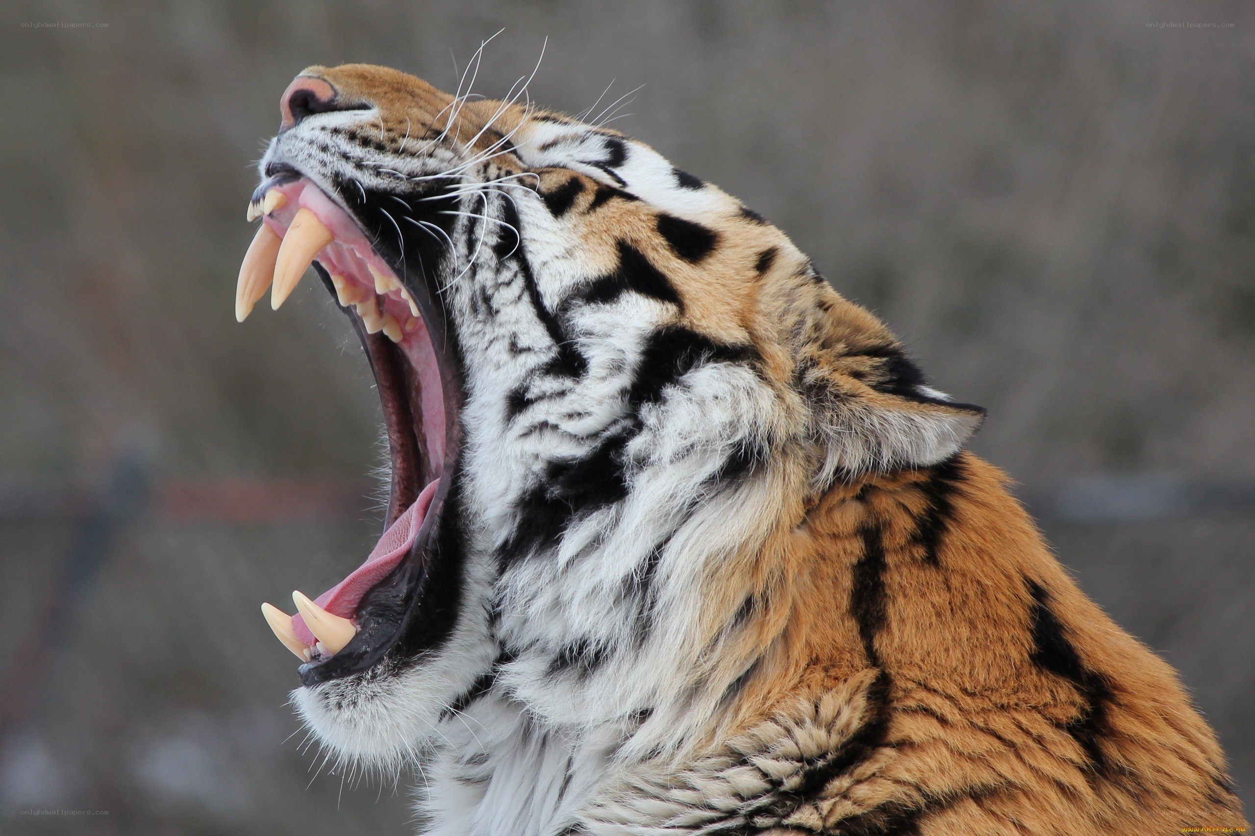 tiger yawning with open mouth