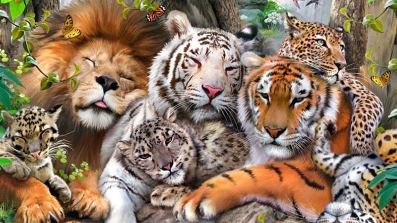 Tigers and Lions Together