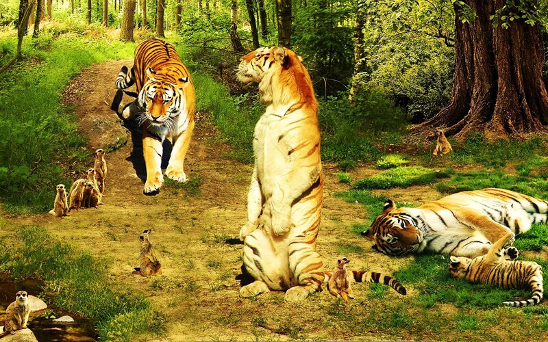 Tigers and Meerkats