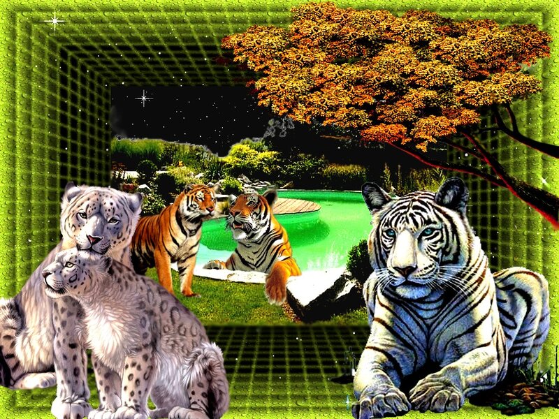 Tigers and Snow Leopards