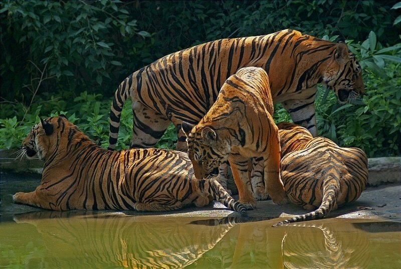 tigers at the water's edge