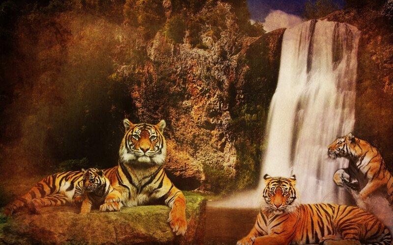 Tigers by a waterfall