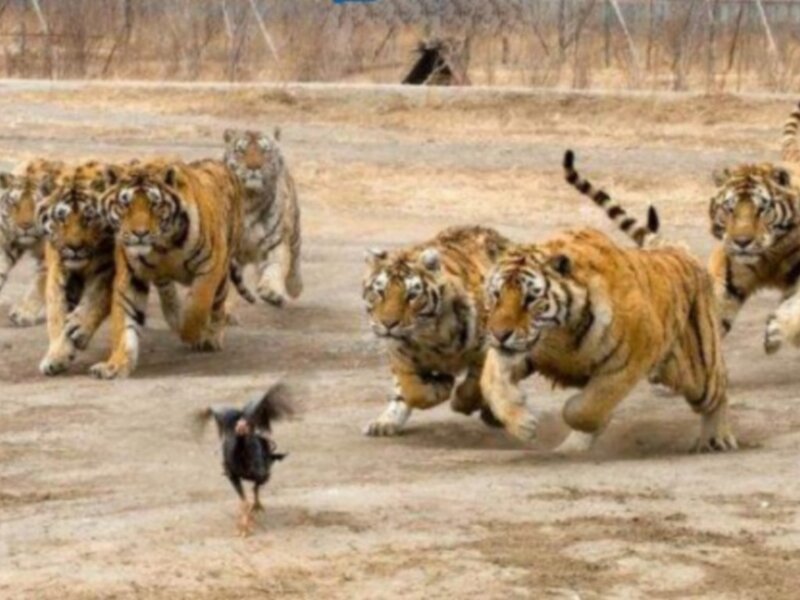tigers chasing a chicken