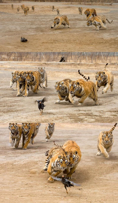 tigers chasing a chicken