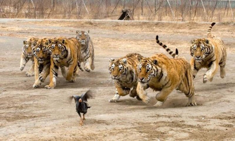 Tigers Chasing Chicken
