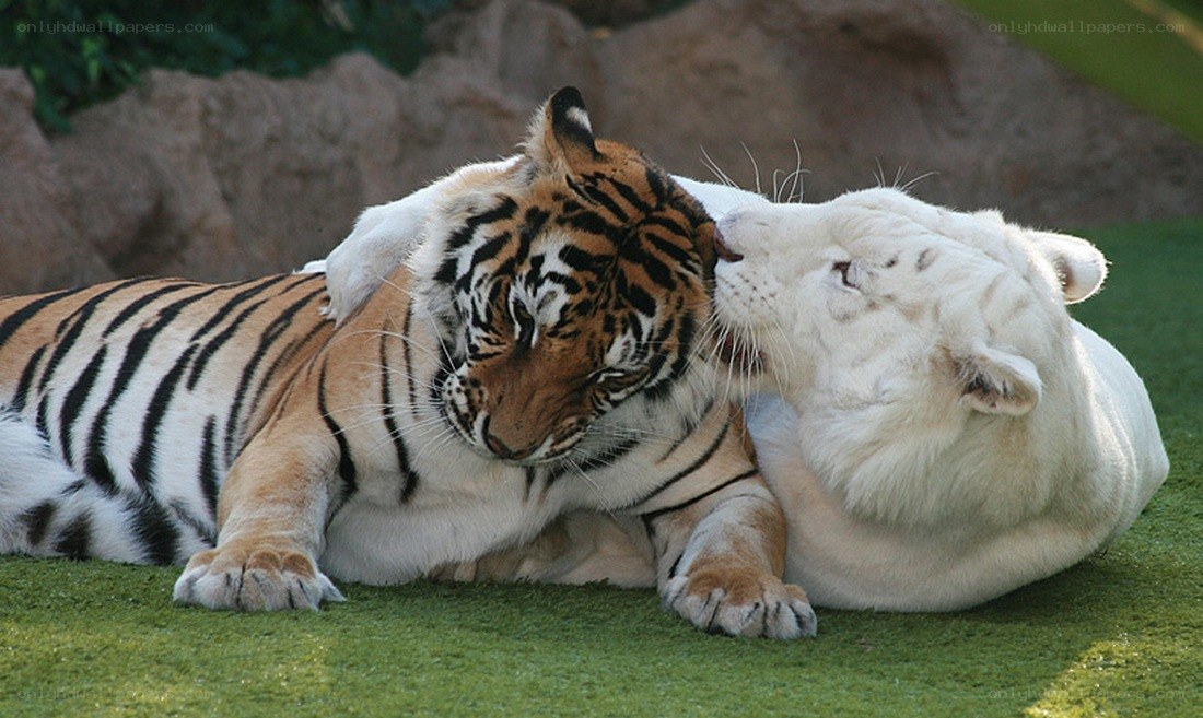 tigers cuddling on grass