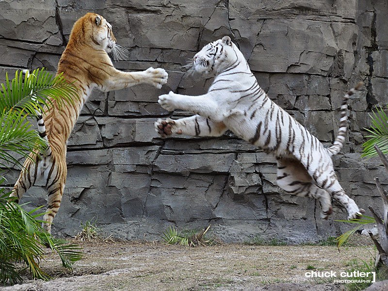 tigers fighting in mid-air