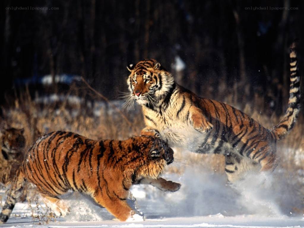 Tigers fighting in snow