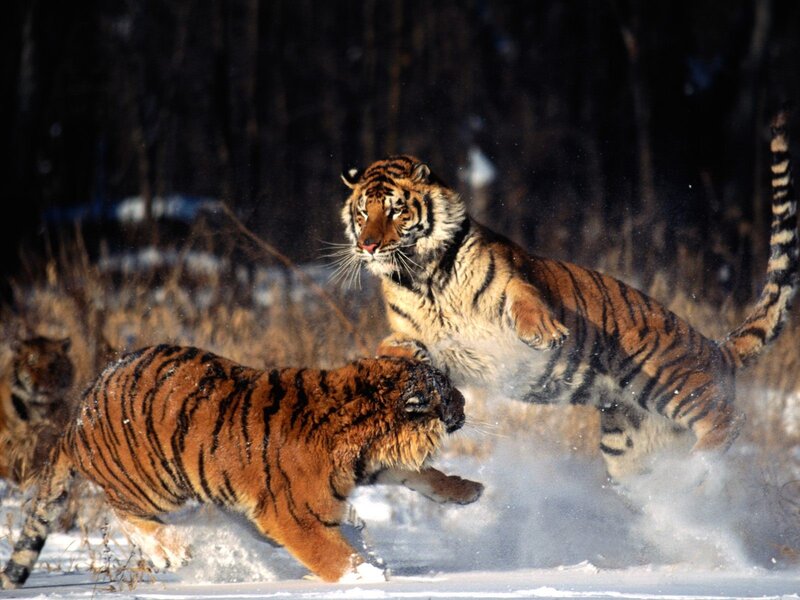 Tigers Fighting in Snow — Orange, Dramatic