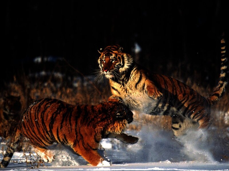 Tigers fighting in the snow
