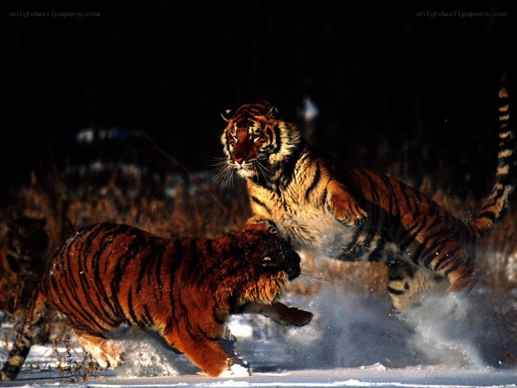Tigers fighting in the snow