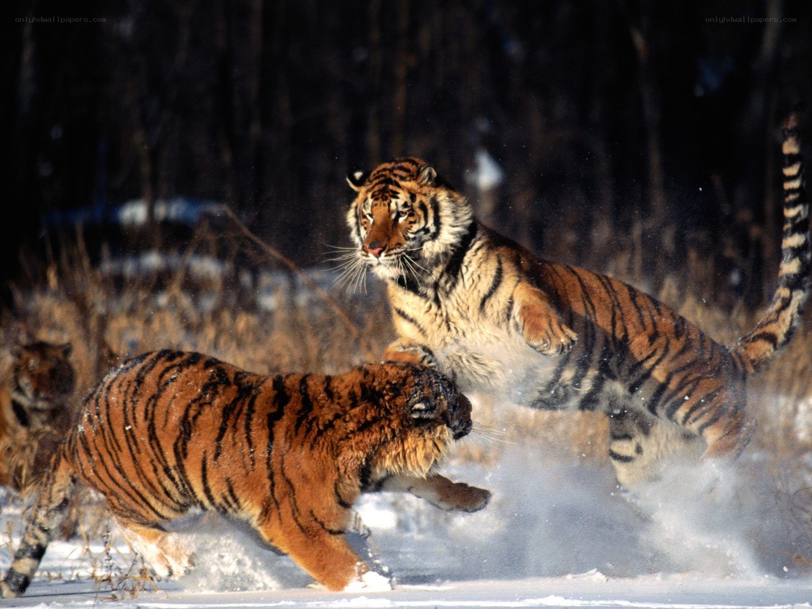 Tigers fighting in the snow
