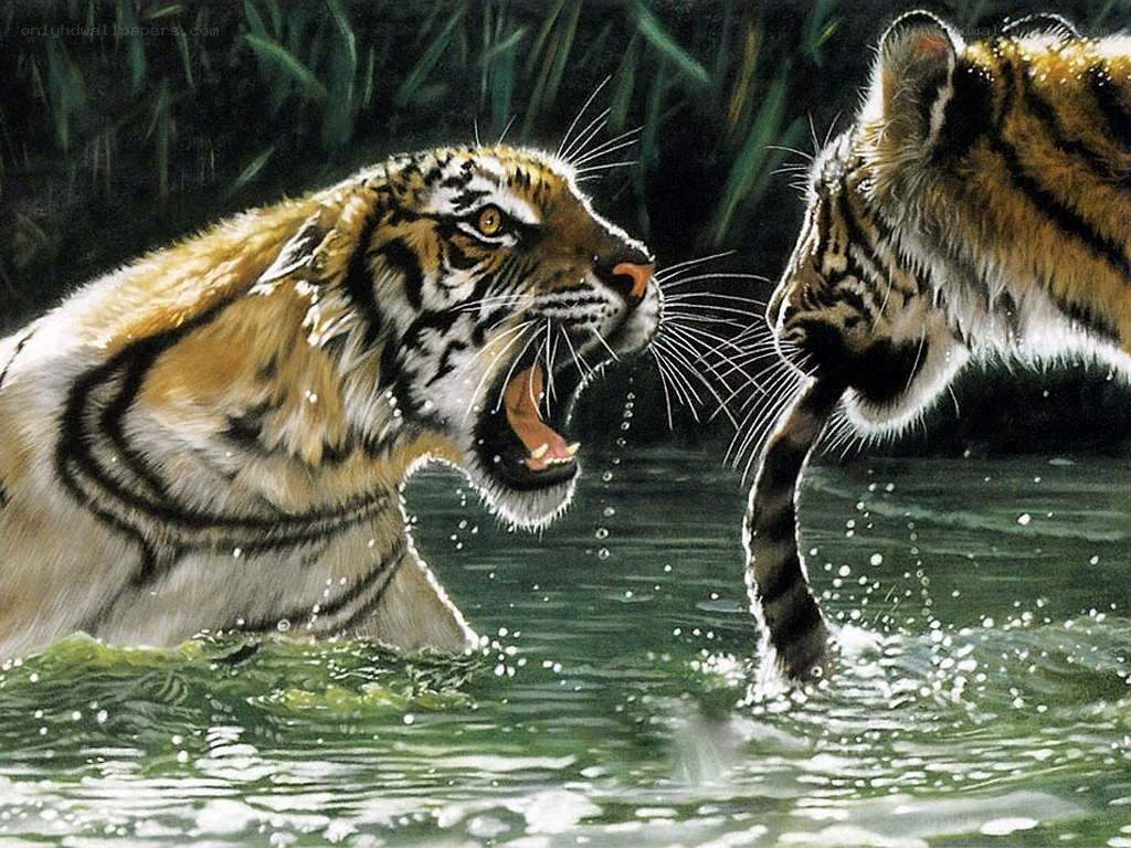 tigers fighting in water