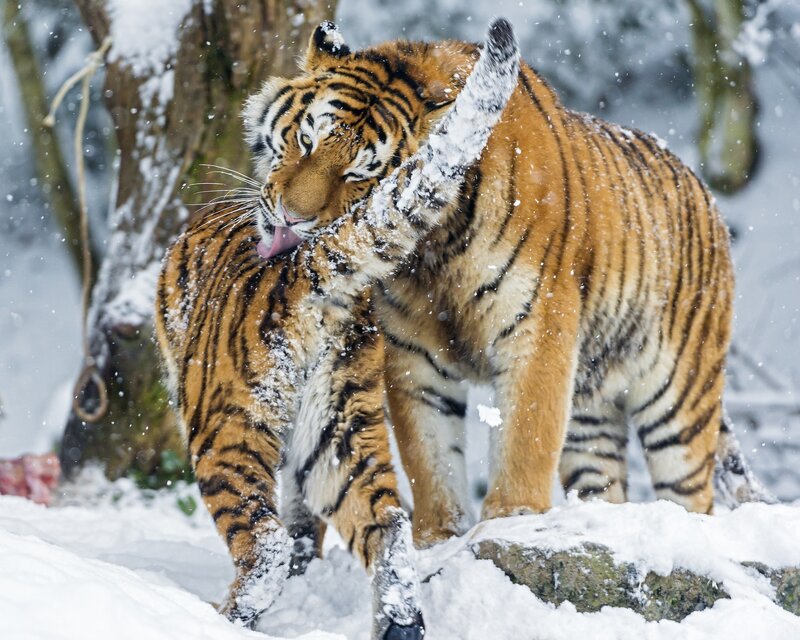 Tigers grooming in snow
