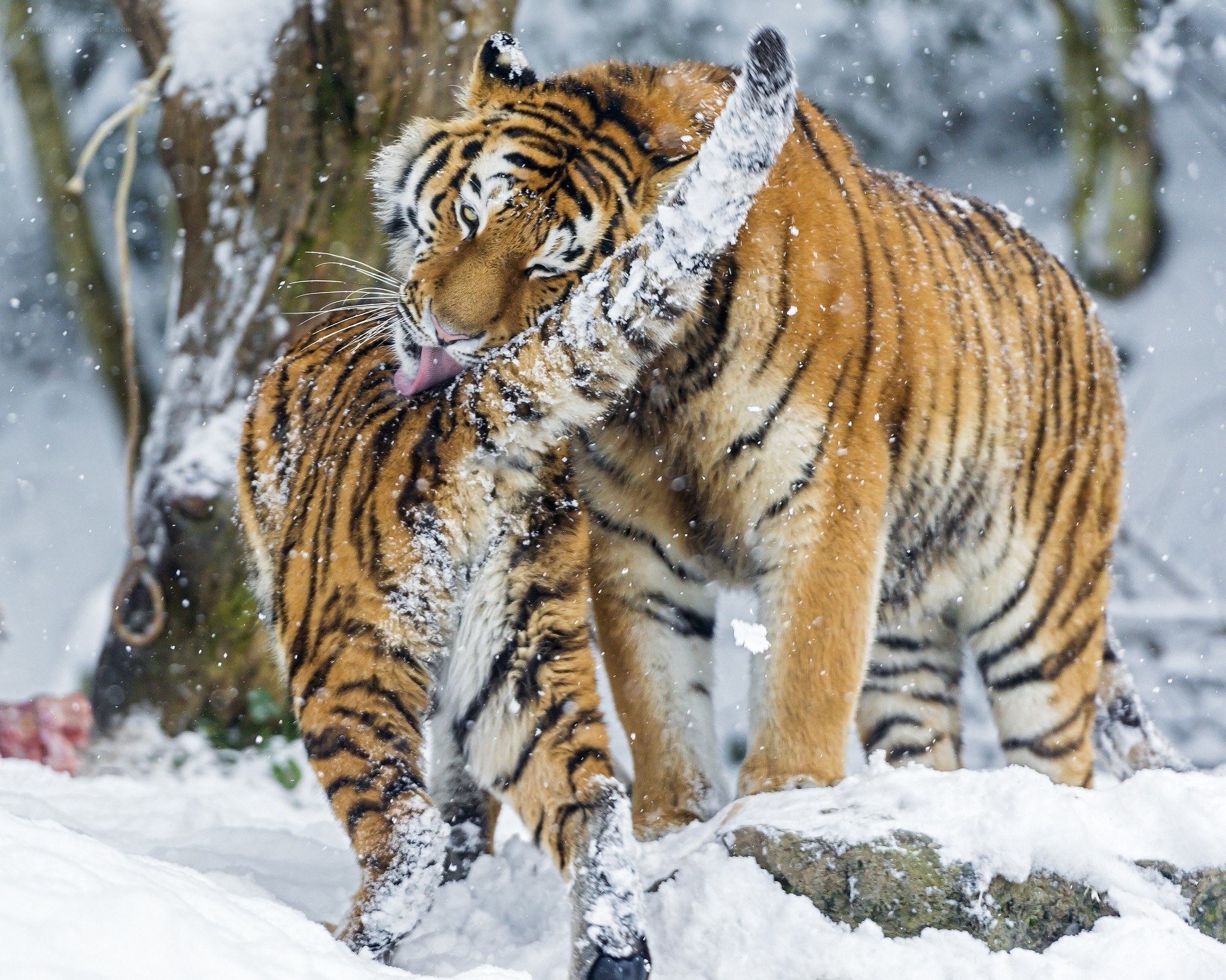 Tigers grooming in snow