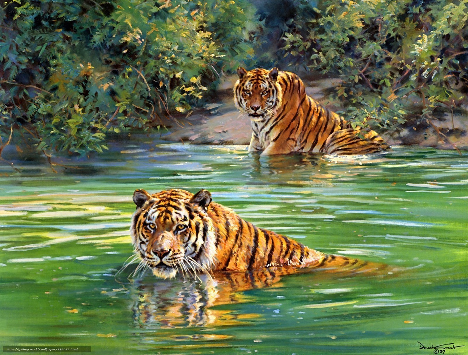 Tigers in a jungle stream