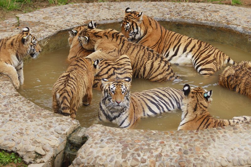 Tigers in a Pool — Brown