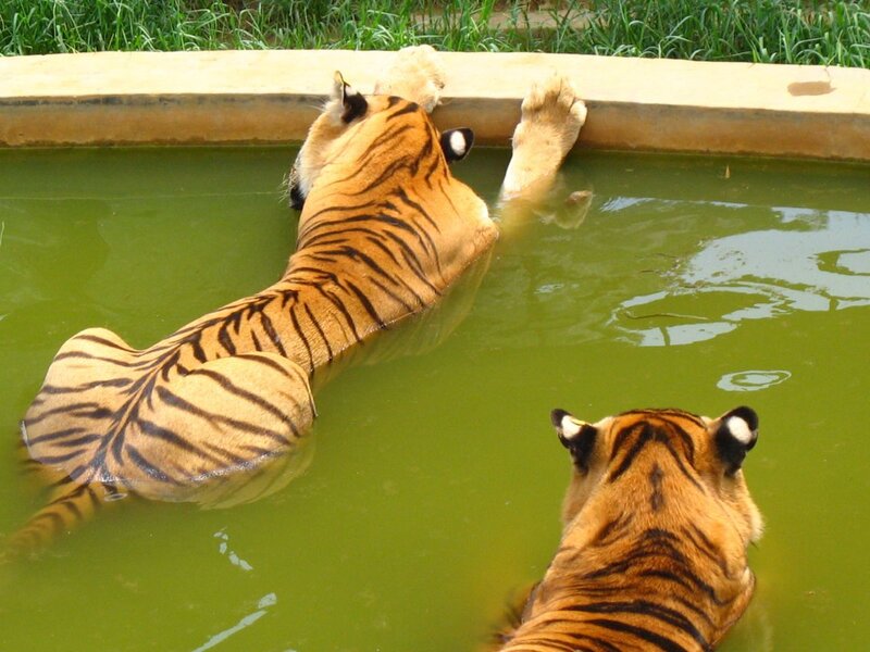 Tigers in a pool