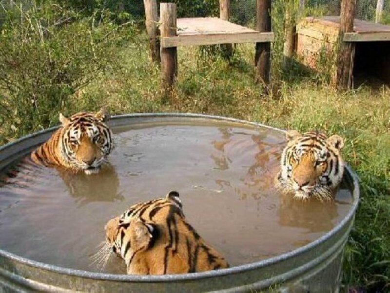 tigers in a water tank