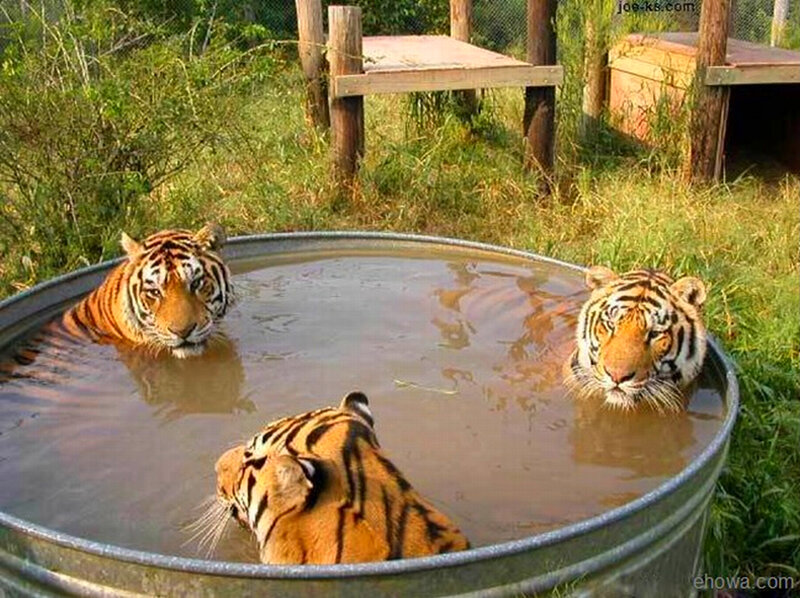 tigers in a water tub