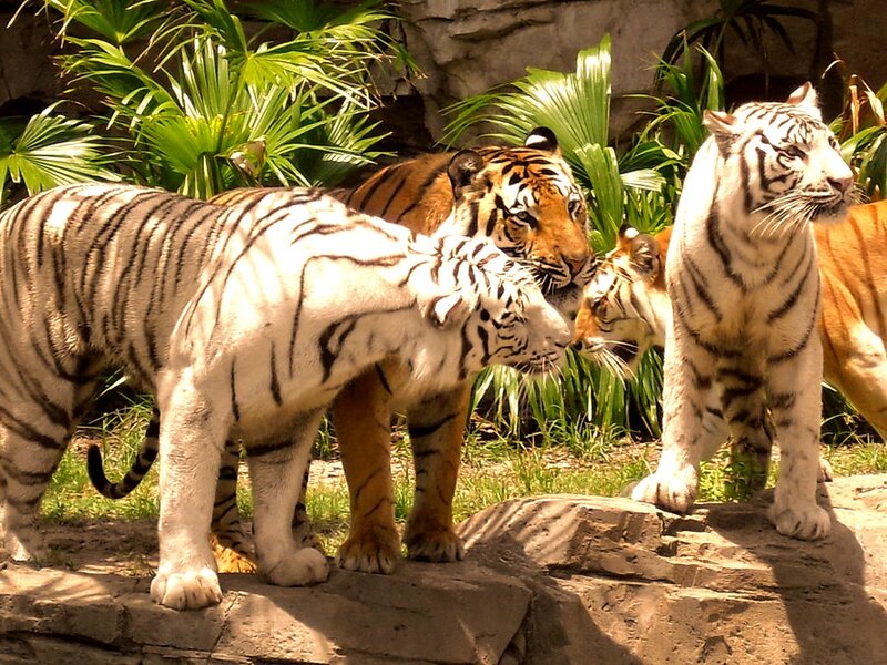 Tigers in Enclosure