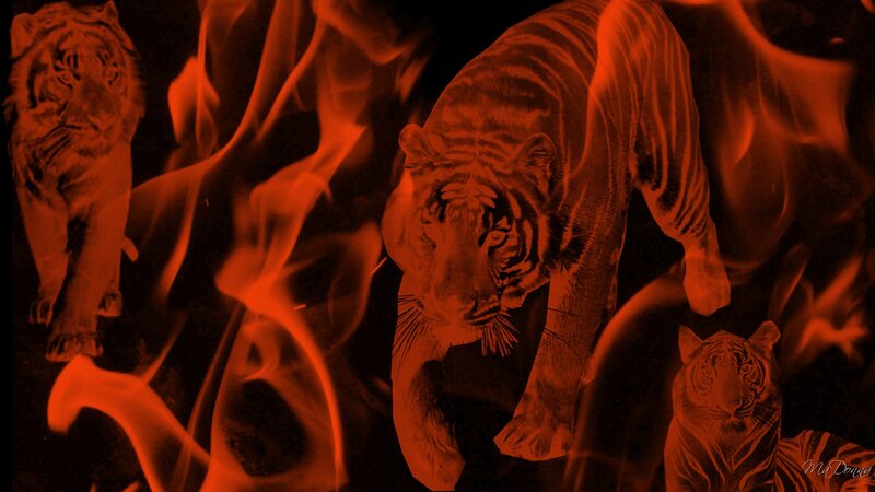 Tigers in Flames