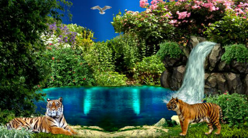 Tigers in Garden