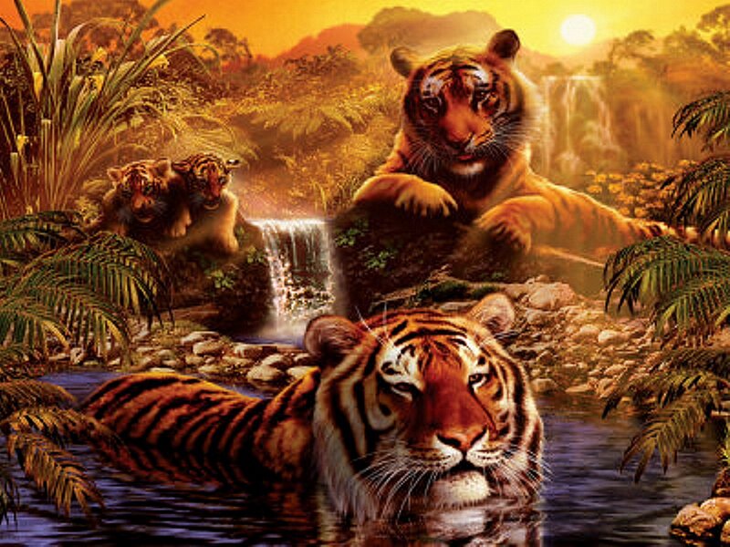 Tigers in Jungle Stream — Orange