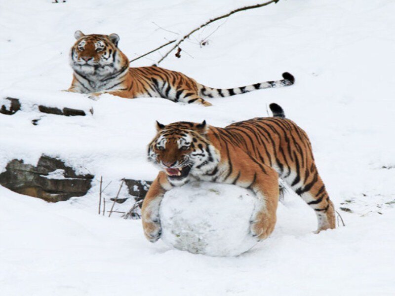 Tigers in Snow