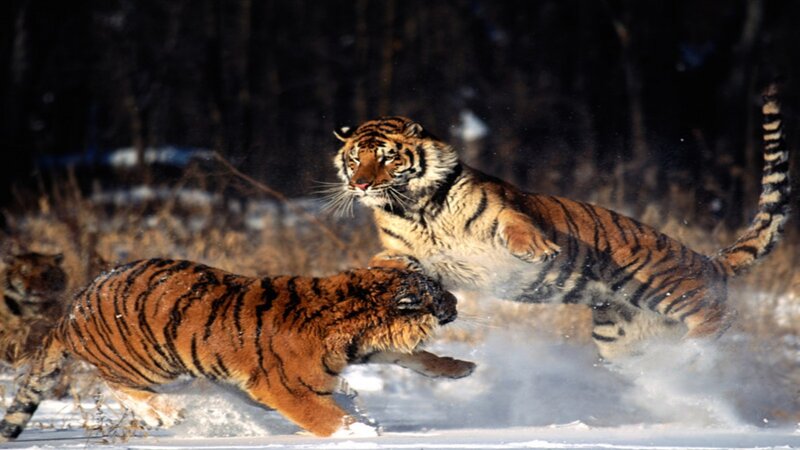 Tigers in snowy forest
