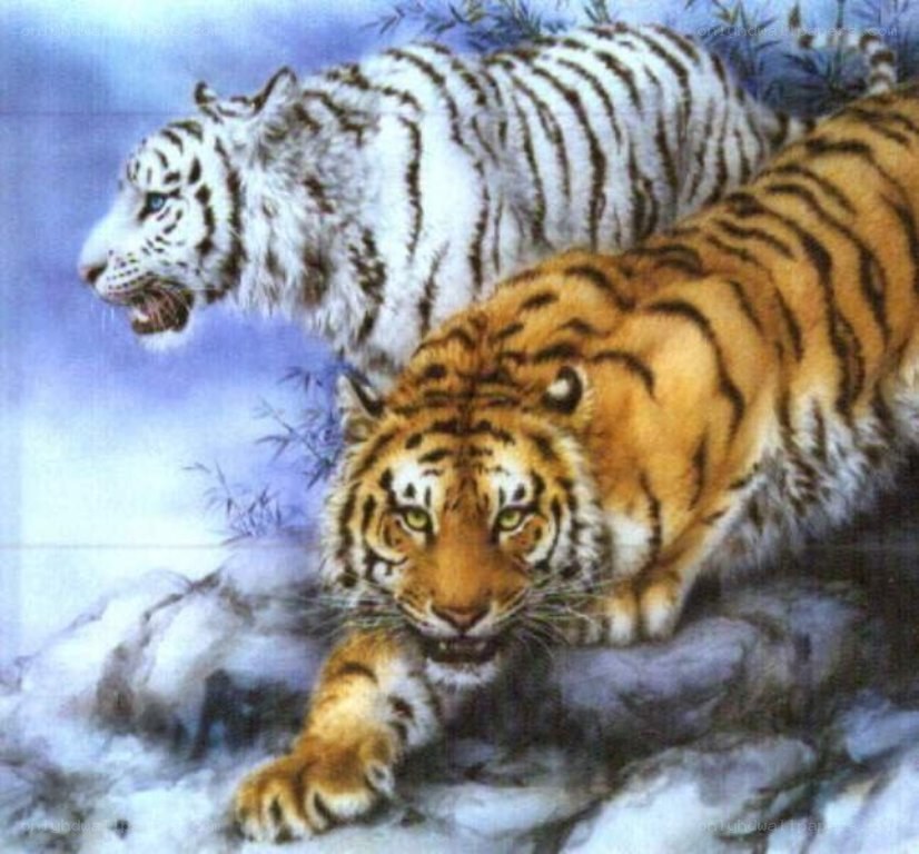 tigers in snowy landscape