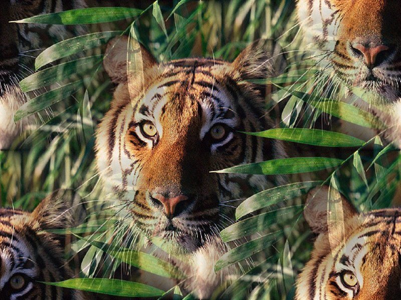 tigers in the jungle