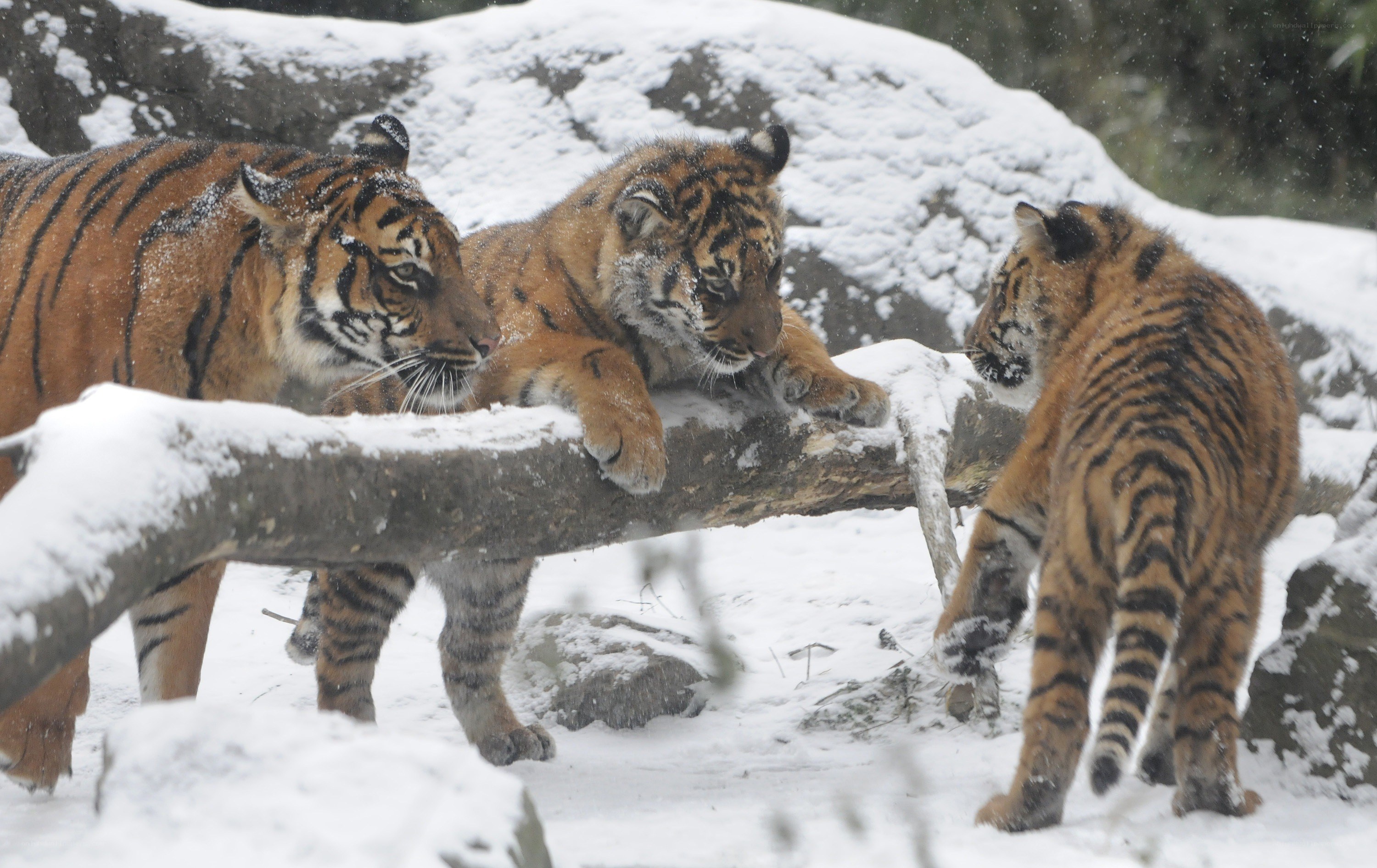Tigers in the snow