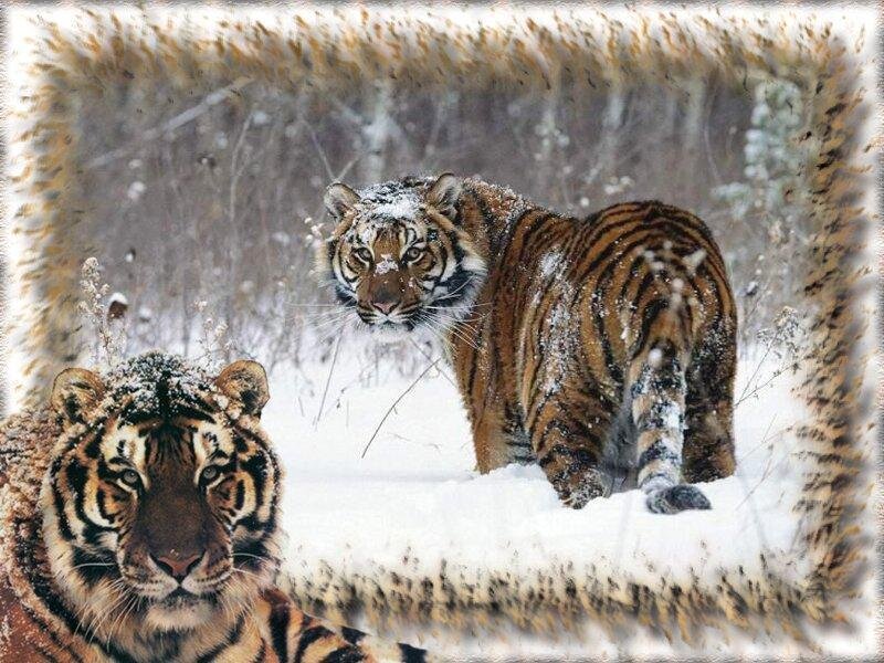 Tigers in the snow