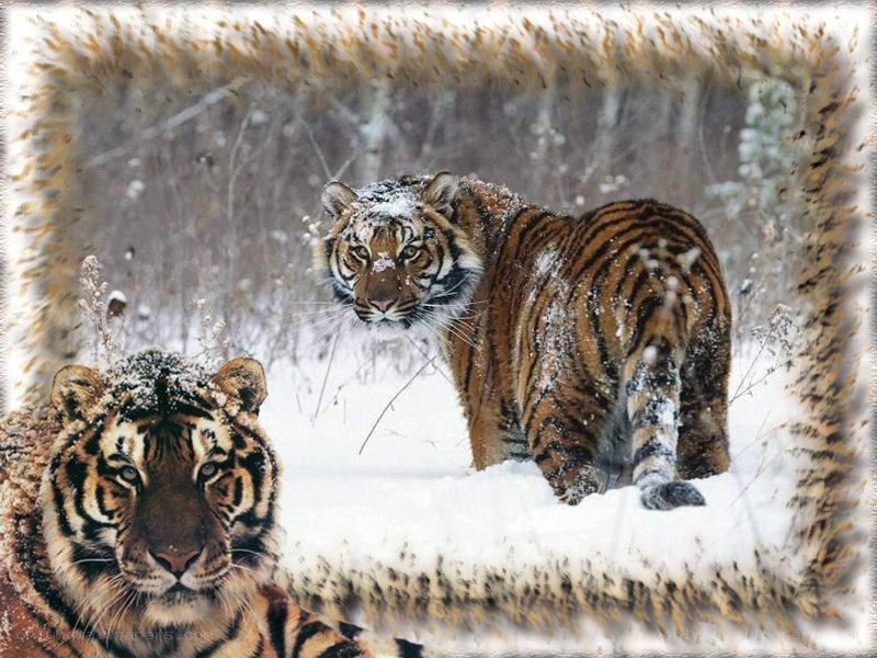 Tigers in the snow
