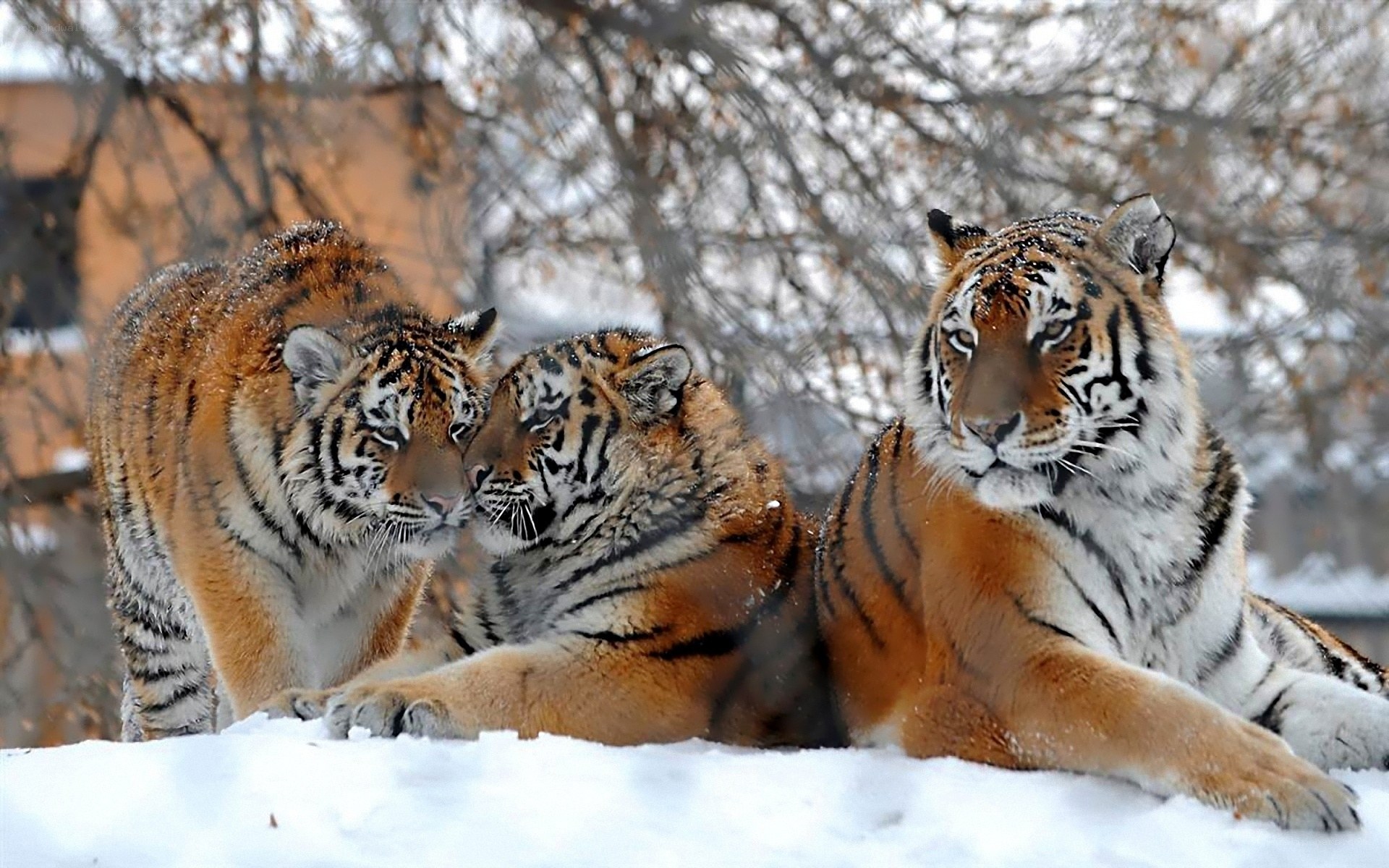 Tigers in the snow