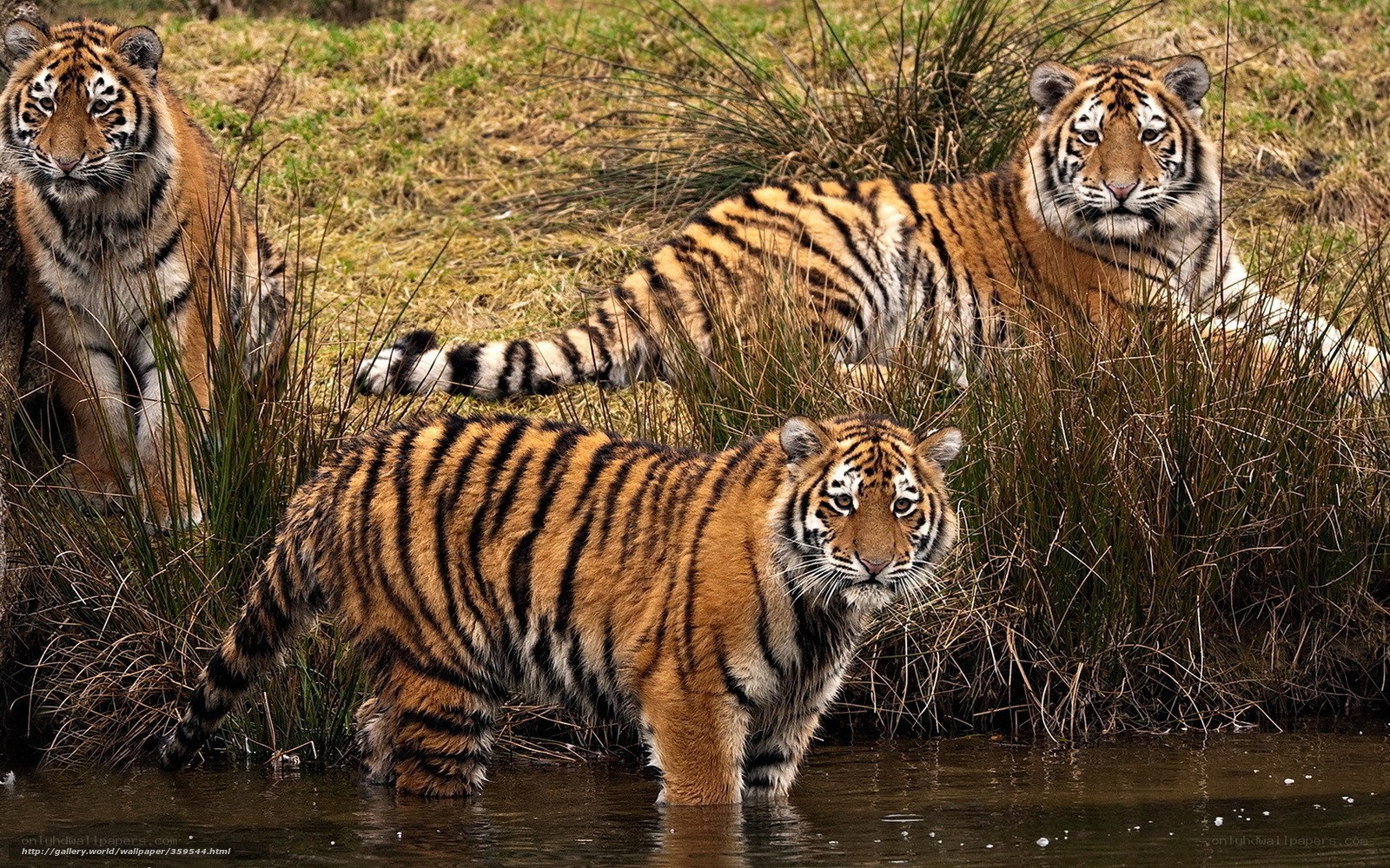 tigers in the wild