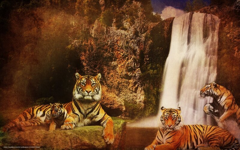 Tigers Near Waterfall — Orange, Dramatic