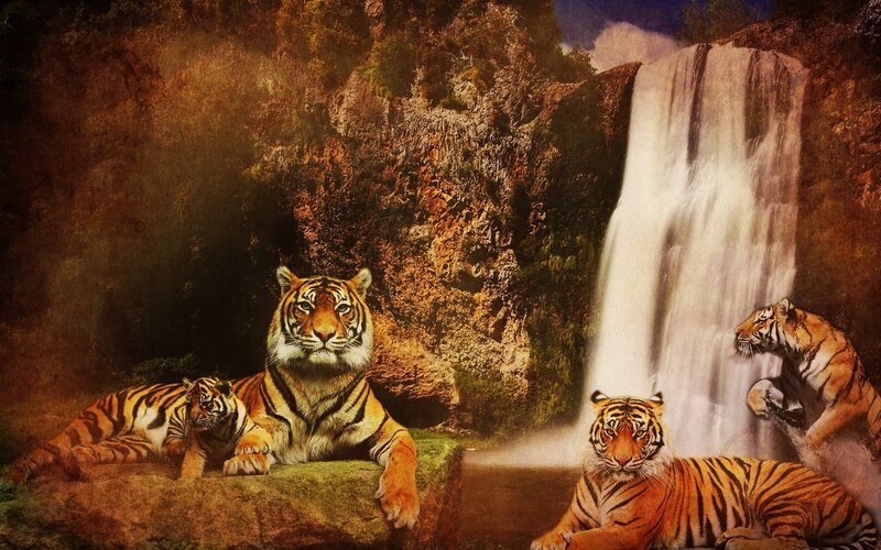 Tigers Near Waterfall — Orange