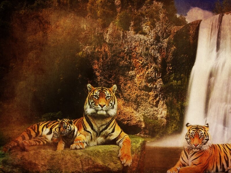 Tigers Near Waterfall