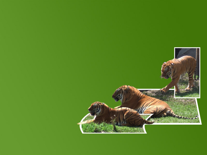 tigers on green background
